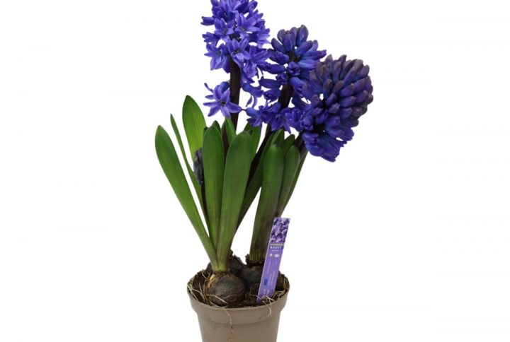 Hyacinter i kruka med tre plantor i blom