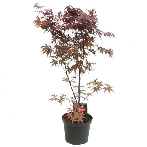 Japansk lönn med mörkröda flikiga blad