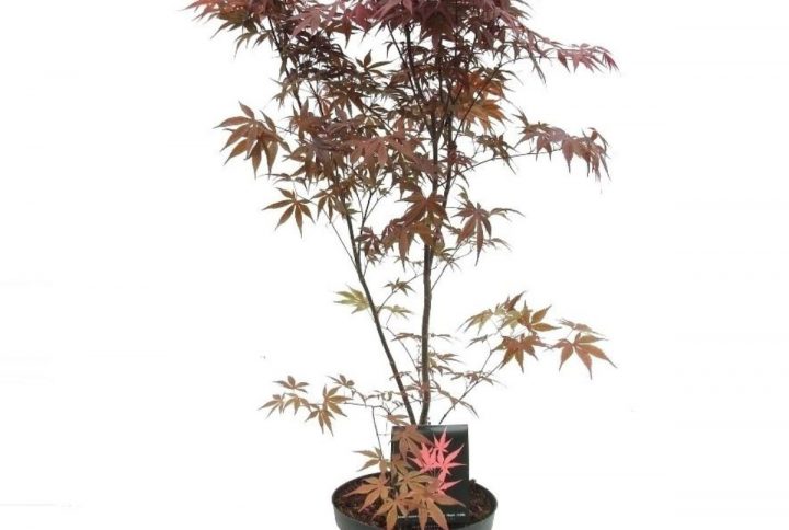 Japansk lönn med mörkröda flikiga blad