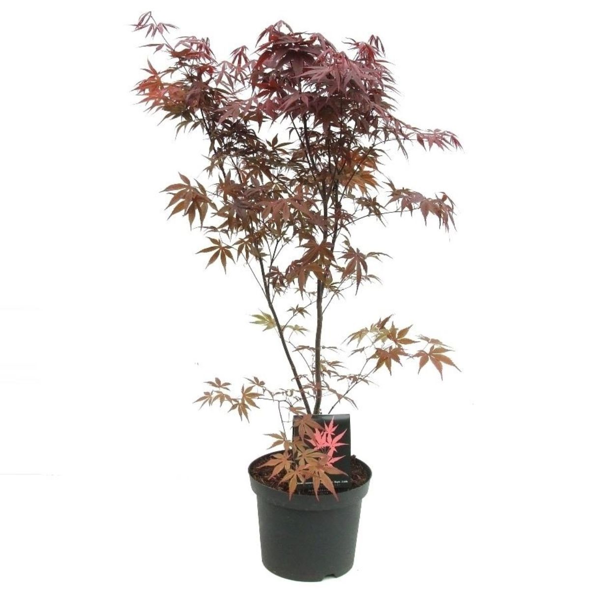 japansk-lonn-bloodgood