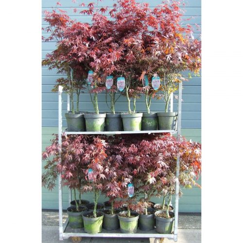 Japansk lönn med mörkröda flikiga blad