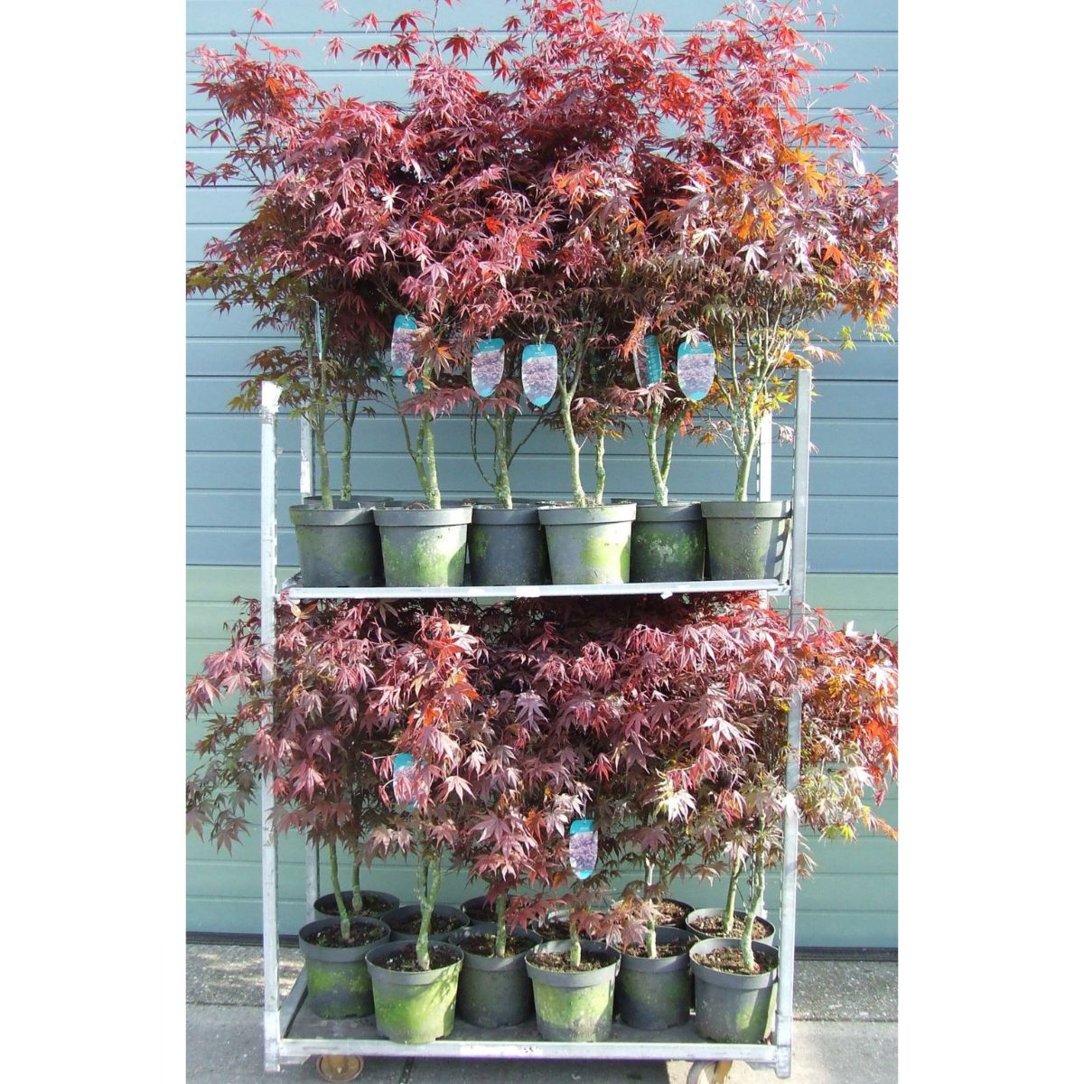 japansk-lonn-bloodgood_2