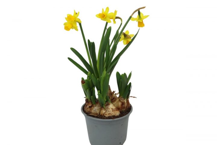 Minipåskliljor i kruka 10,5 cm med gula blommor