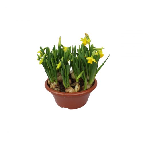 Minipåskliljor i skål gula blommor