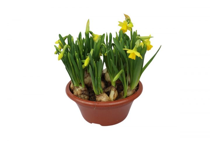 Minipåskliljor i skål gula blommor