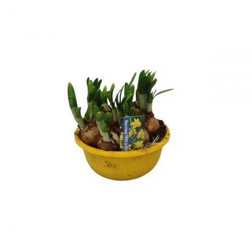 Minipåskliljor i skål gula blommor