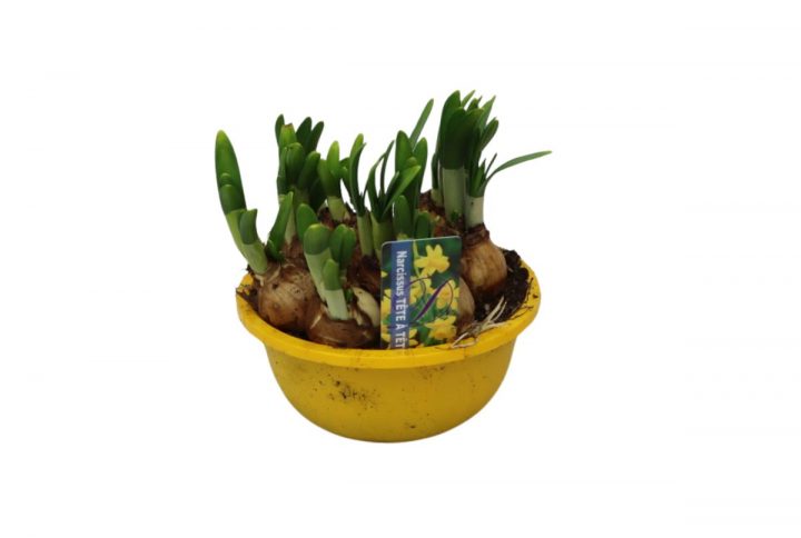 Minipåskliljor i skål gula blommor