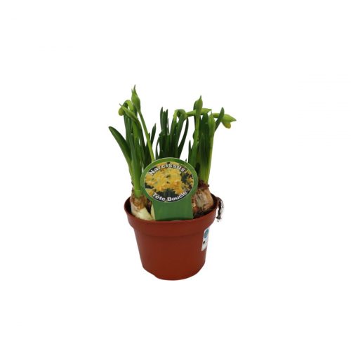 Minipåsklilja Tête Bouclé i kruka med fyllda blommor