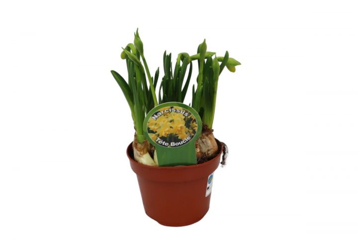 Minipåsklilja Tête Bouclé i kruka med fyllda blommor