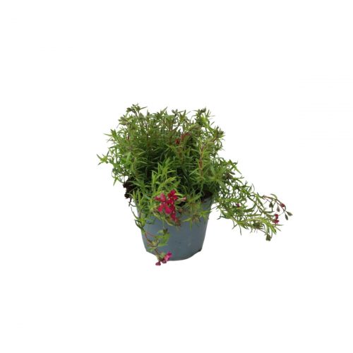 Mossflox i kruka med små täta blommor