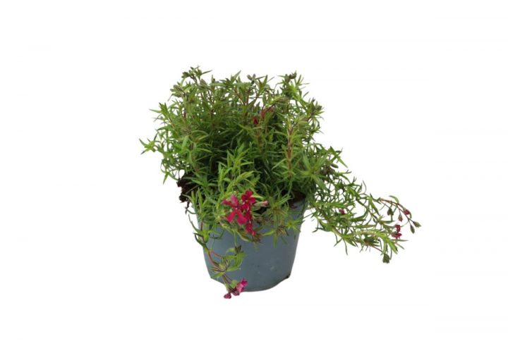 Mossflox i kruka med små täta blommor