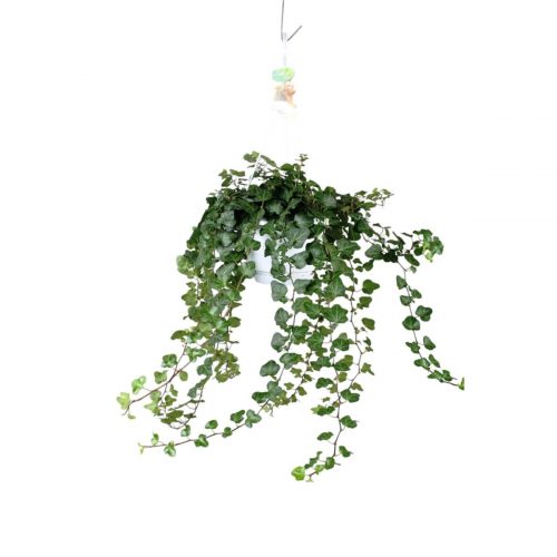 Murgröna med gröna blad som hänger ner