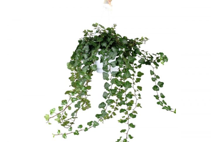 Murgröna med gröna blad som hänger ner