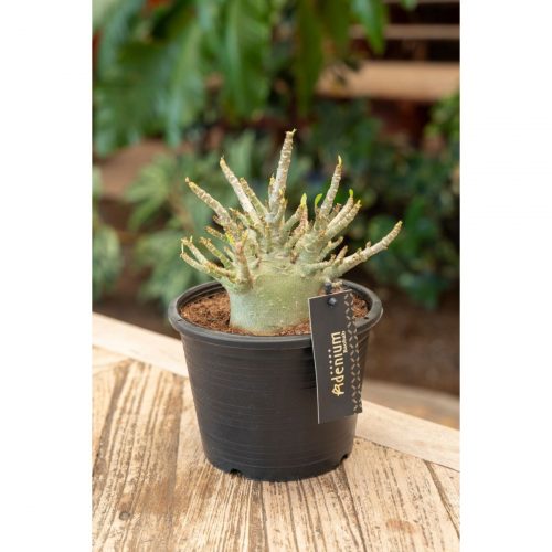 Ökenros med tjock stam i kruka