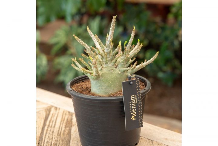 Ökenros med tjock stam i kruka