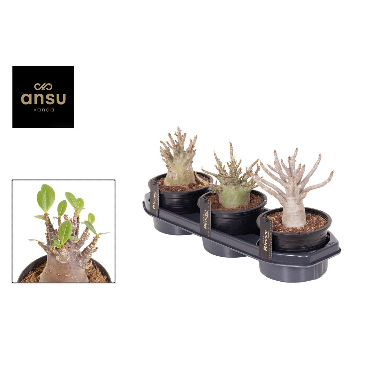 okenros-ansu-baobab-15_3