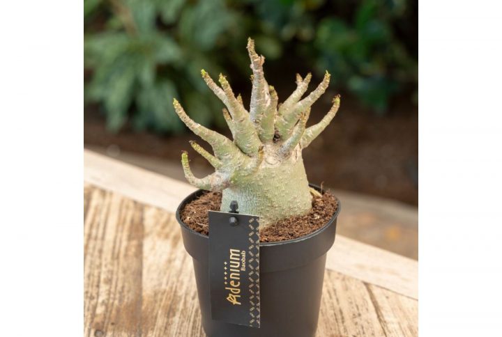 Ökenros med tjock stam i kruka