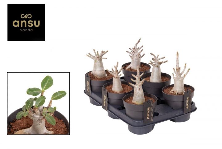 Ökenros med tjock stam i kruka