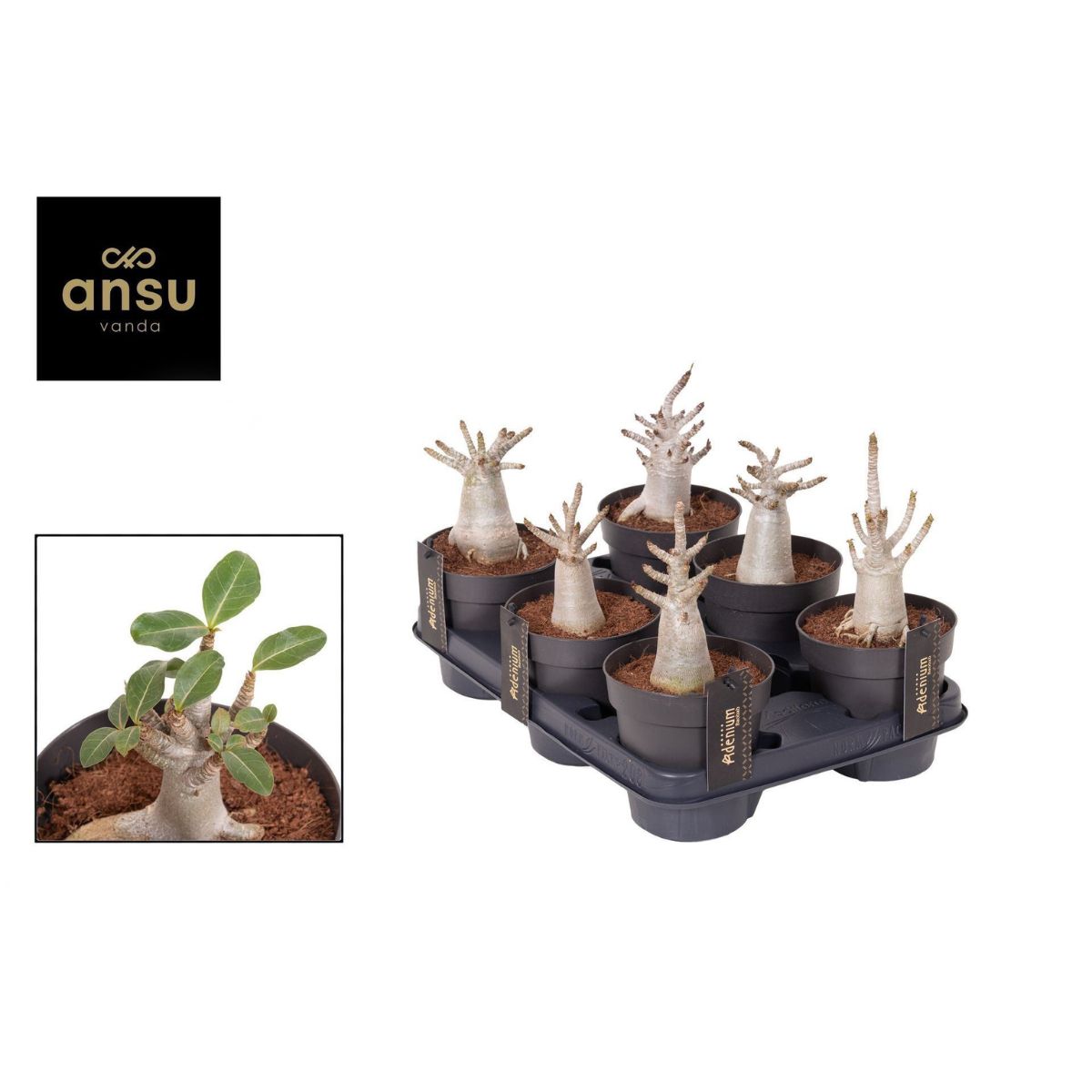 okenros-ansu-baobab-small