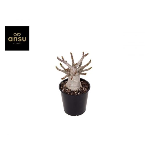 Ökenros med tjock stam i kruka