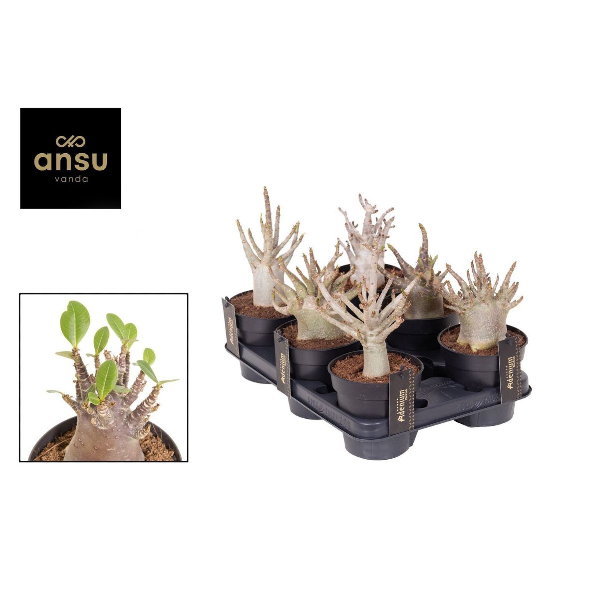 okenros-ansu-baobab_3