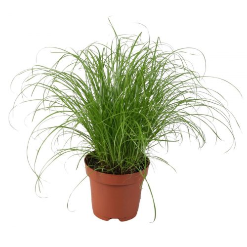 Paraplygräs med långa stjälkar