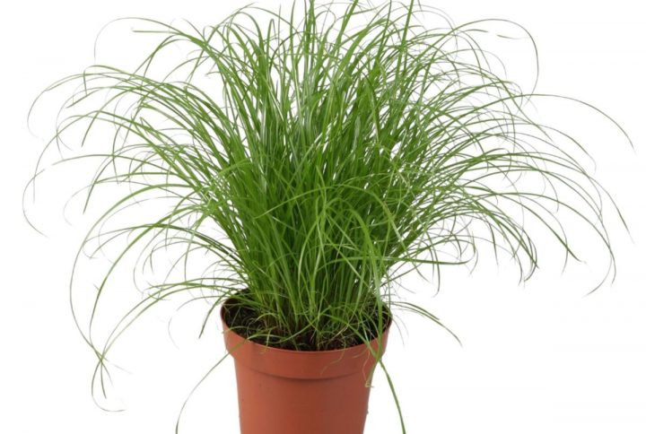 Paraplygräs med långa stjälkar