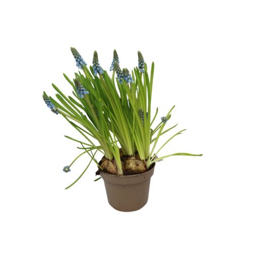 Pärlhyacint i kruka 12 cm med blå blomklasar