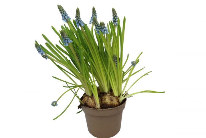 Pärlhyacint i kruka 12 cm med blå blomklasar