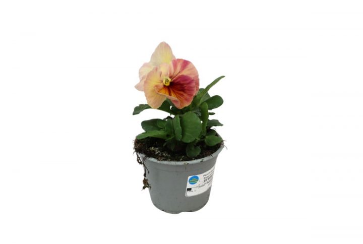 Pensé Peach Shades i kruka med mjuka aprikosa toner