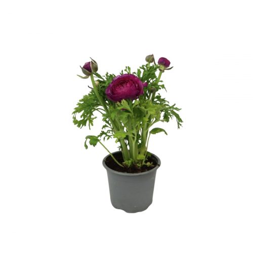 Ranunkel i kruka med täta lager av blomblad