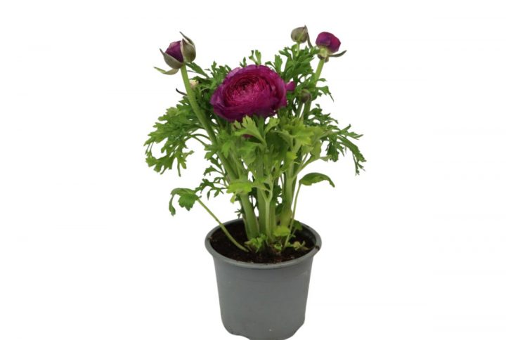 Ranunkel i kruka med täta lager av blomblad