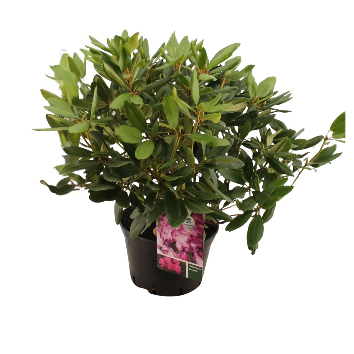 rhododendron-catawbiense-boursalt