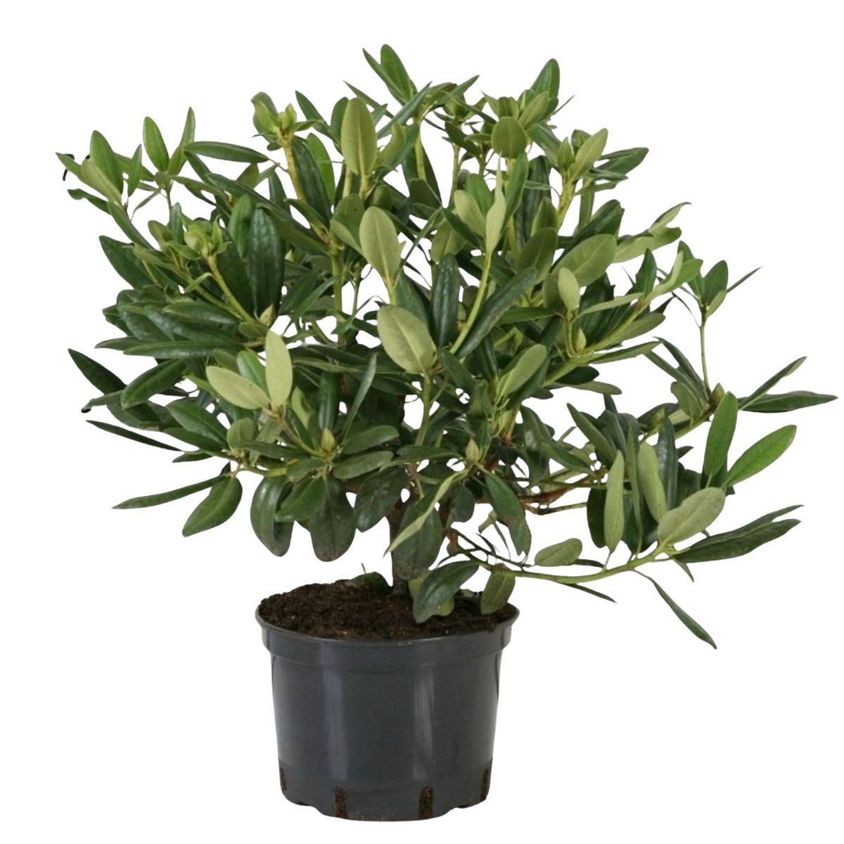 rhododendron-grandiflorum-catawbiense