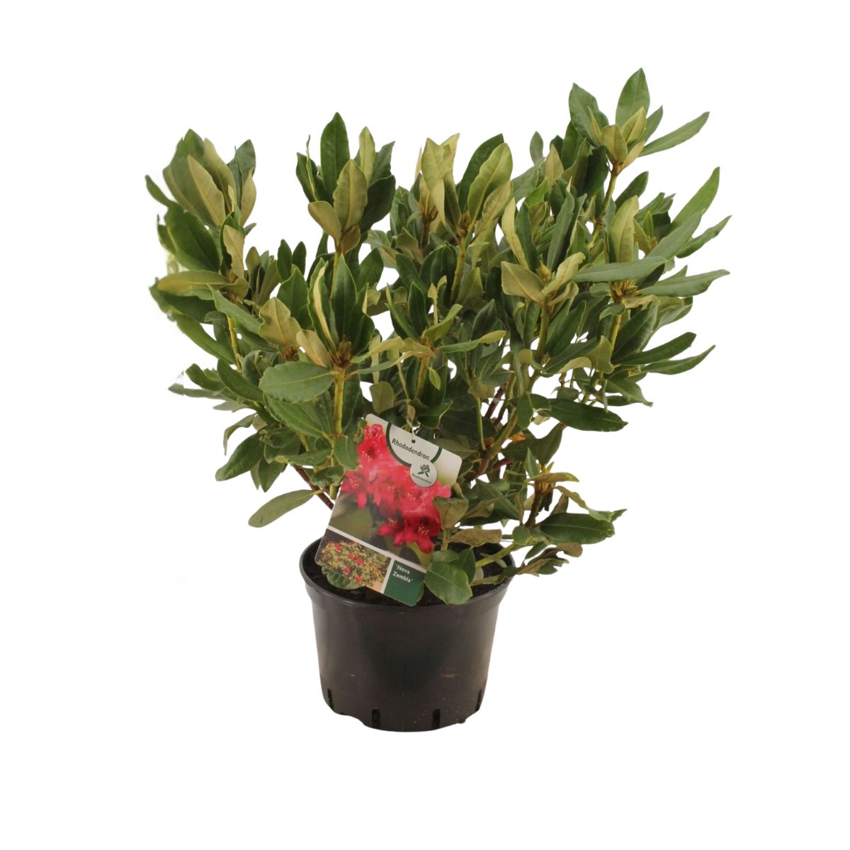 rhododendron-nova-zembla