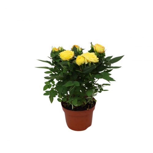 Ros i kruka med gula blommor