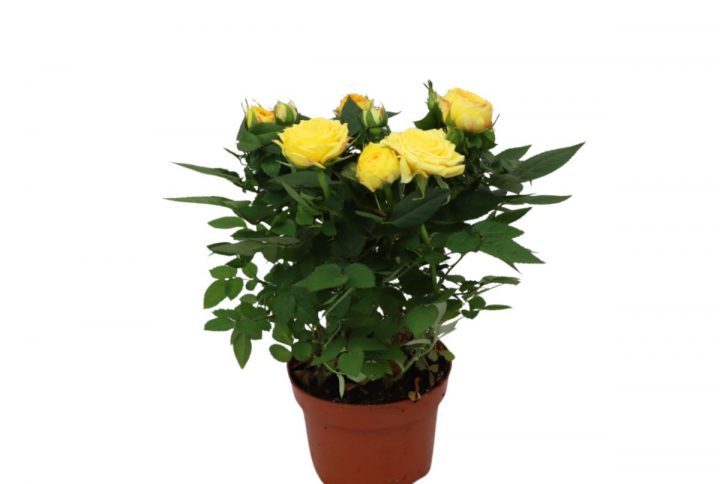 Ros i kruka med gula blommor