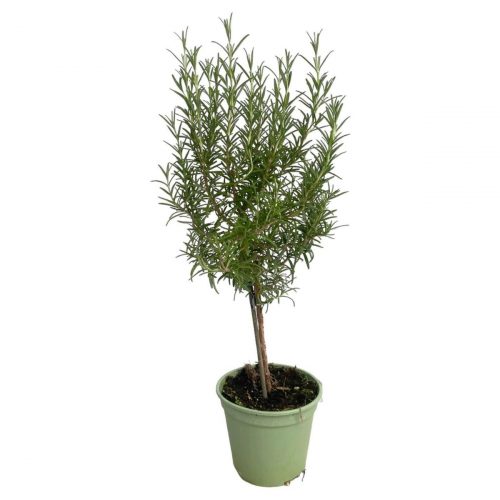 Rosmarin i kruka klassisk krydda