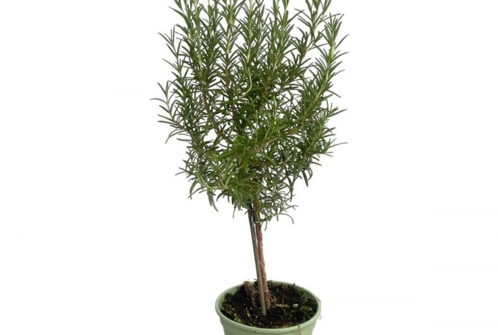 Rosmarin i kruka klassisk krydda