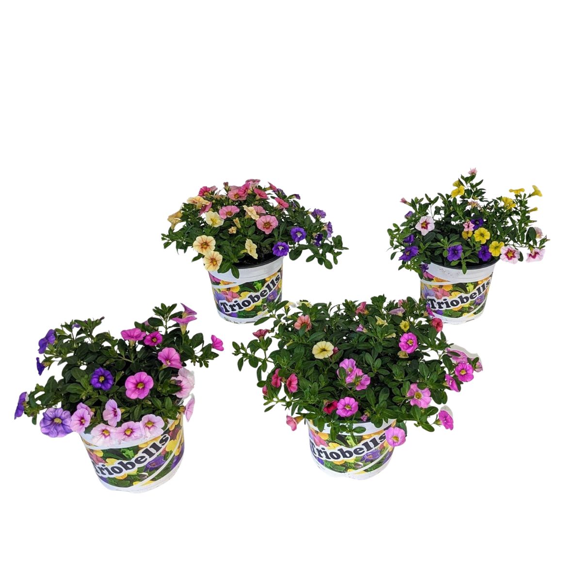 smapetunia-pastell-mix