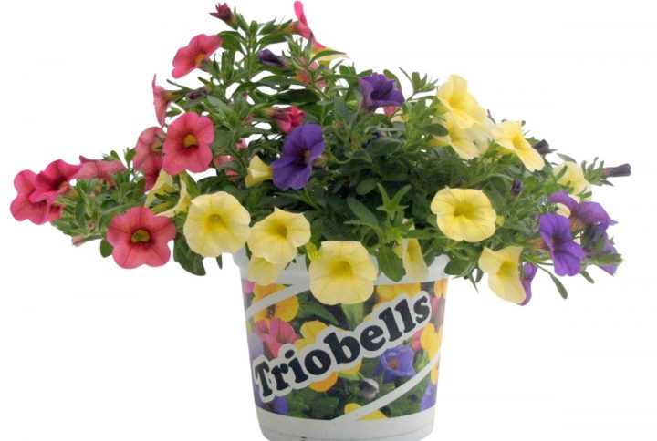 Småpetunia i blom blandade färger