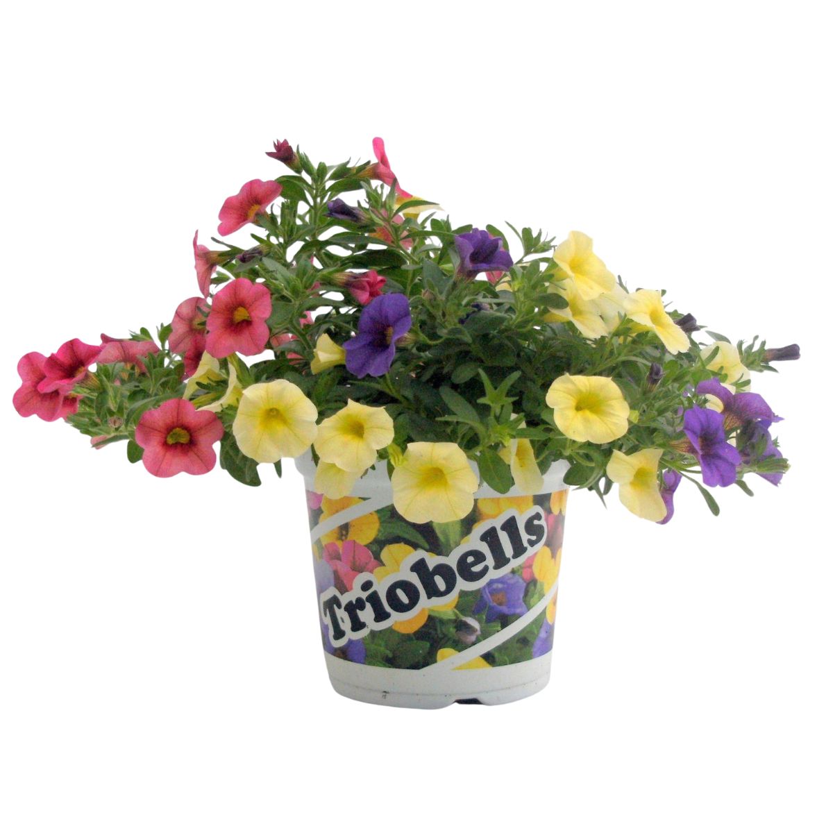 smapetunia-pastell-mix_2