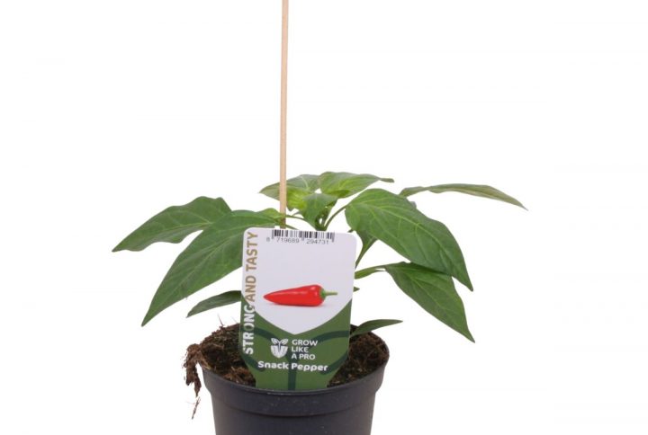 Paprikaplanta med små färgglada frukter
