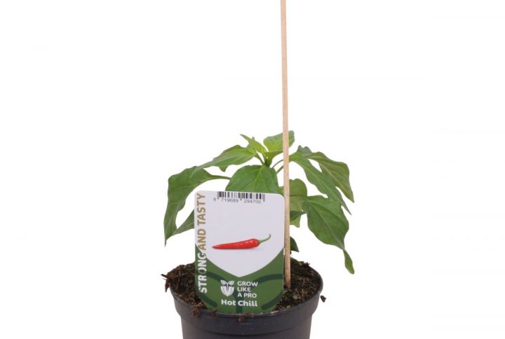 Chiliplanta med röda frukter