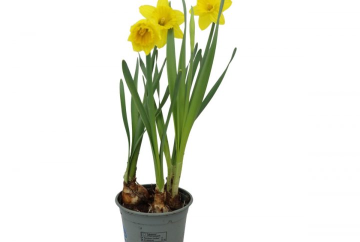 Stora påskliljor Carlton i kruka med gula blommor