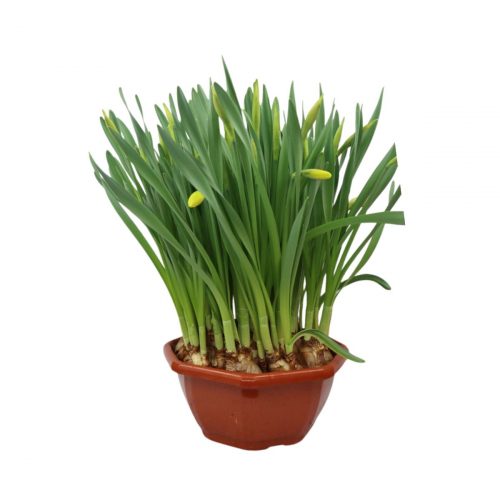 Stora påskliljor i skål med gula blommor