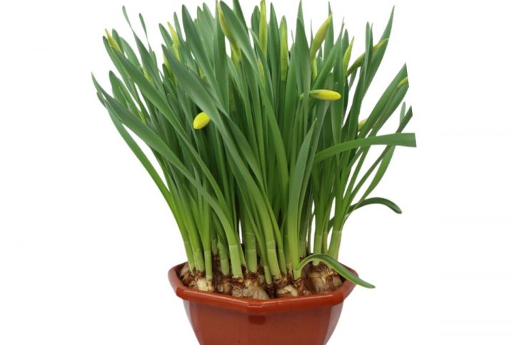 Stora påskliljor i skål med gula blommor