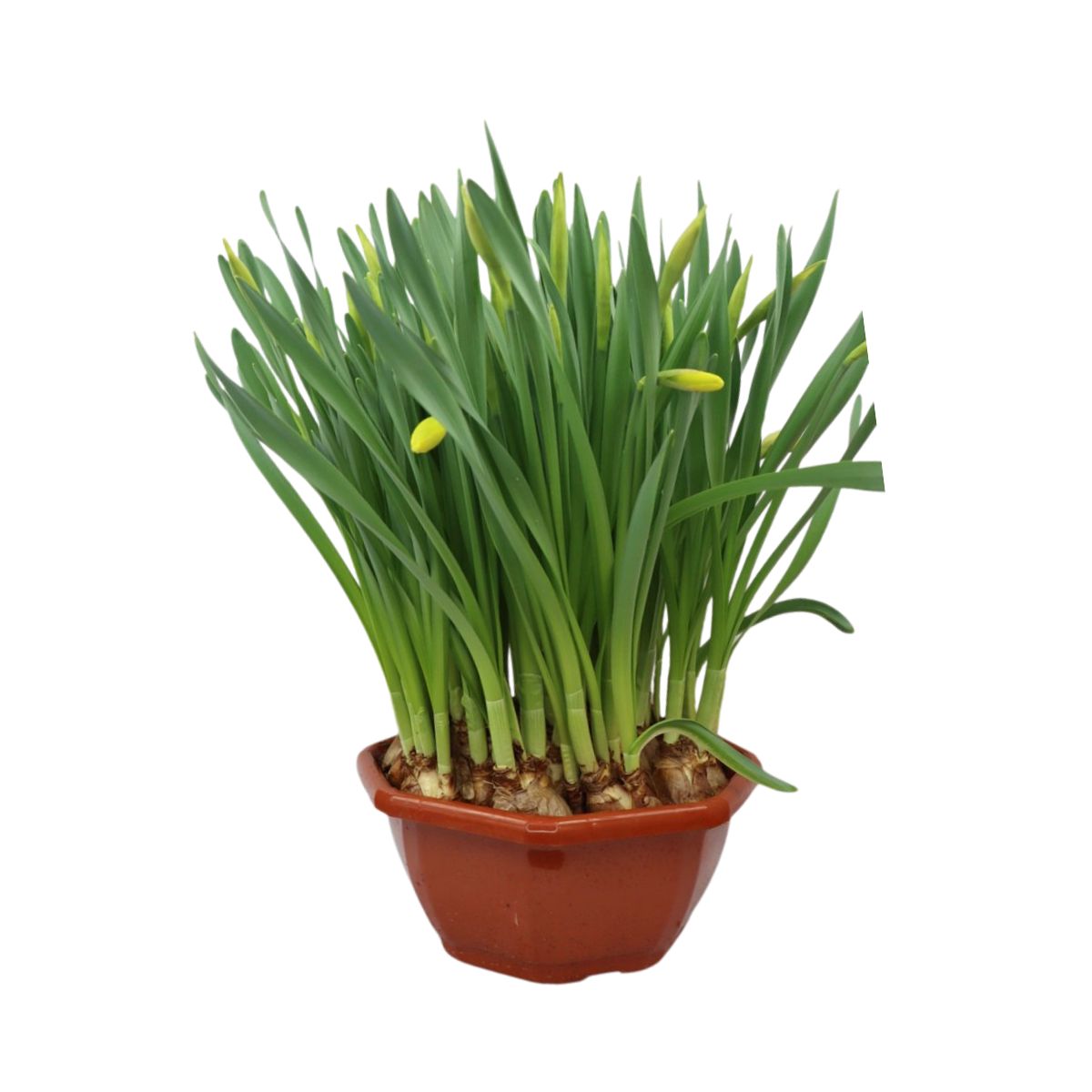 stora-paskliljor-skal