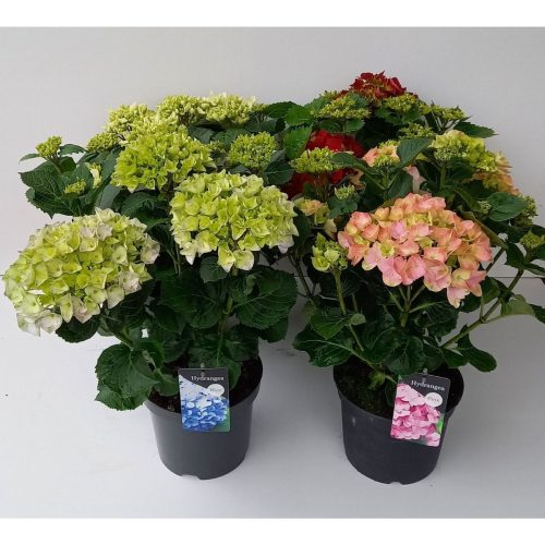 Hortensia med stora blommor blandade färger