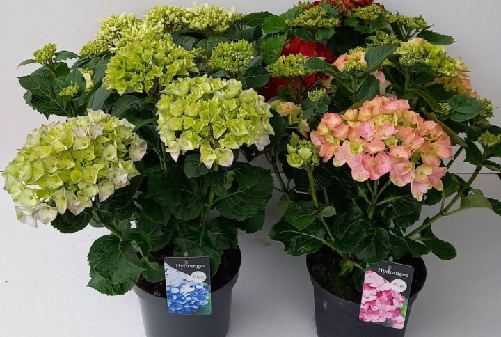 Hortensia med stora blommor blandade färger